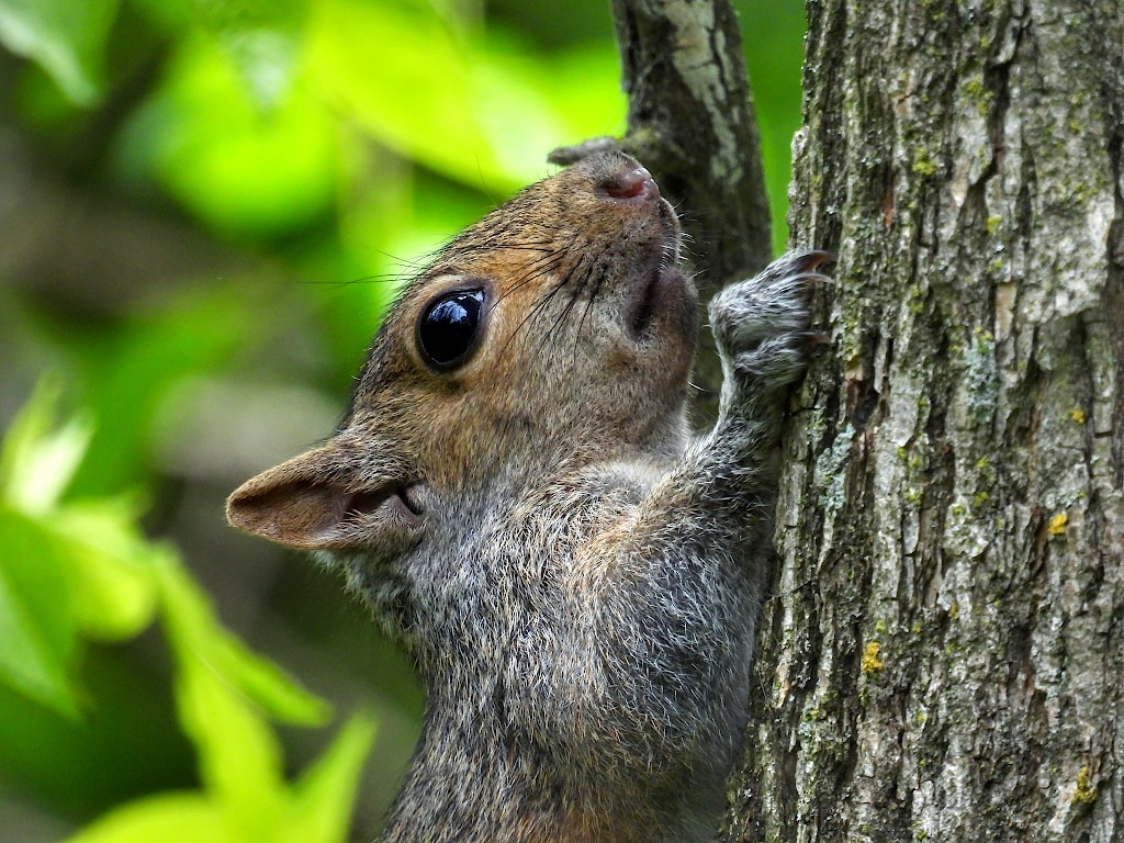 Close up of the head of a grey squirrel, clinging to the side of a tree.