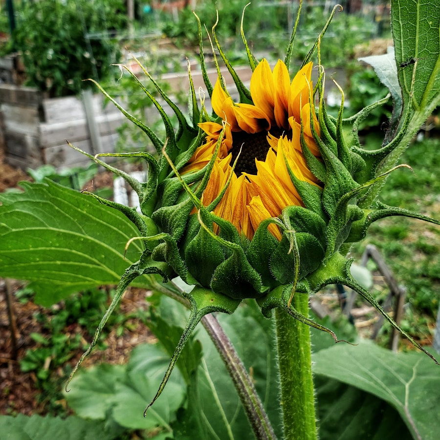 Closeup of the head of a sunflower. The leaves and petals of the flower are just starting to unfurl.