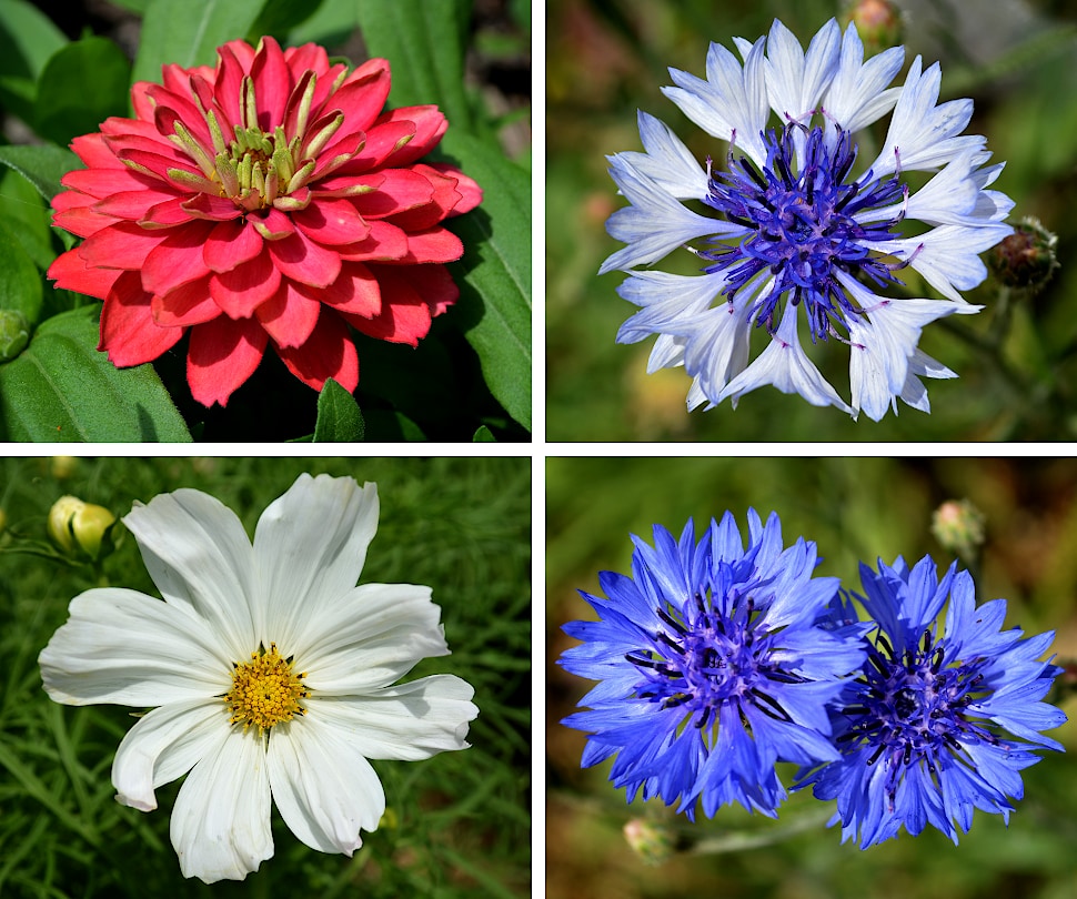 Four photos of flowers colored red, white & blue, white, and blue.