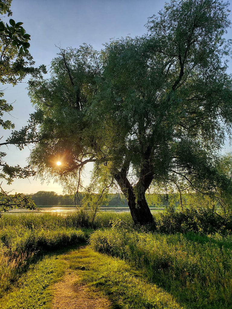 Large white willow tree next to a hiking path. The late day sun can be seen through one of the lower branches, and a river is in the background.