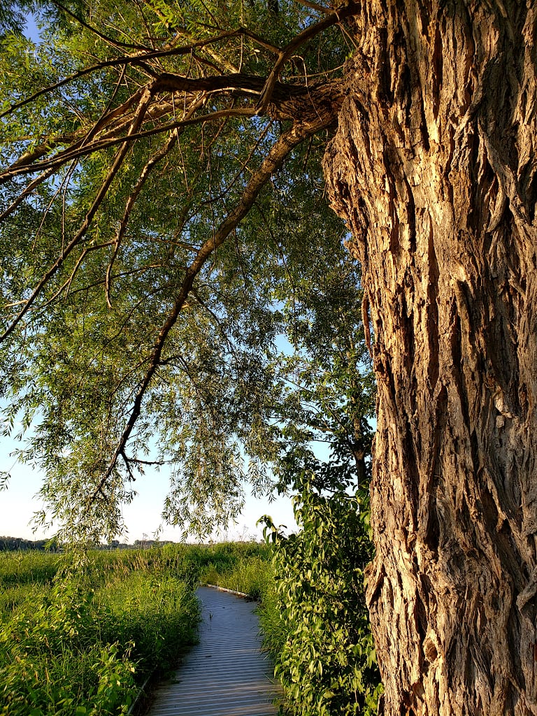 The large trunk of a willow tree growing next to a boardwalk in the middle of a marsh.