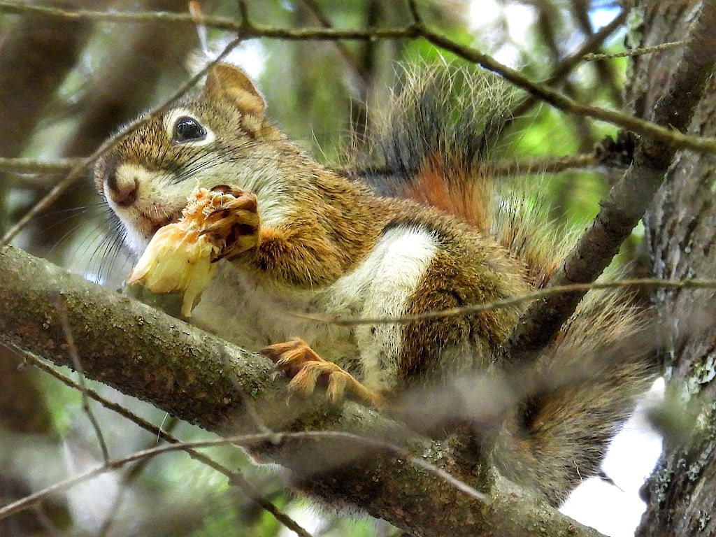 Side view of an American red squirrel, sitting on a tree branch, holding a half eaten pine cone in front of its mouth.