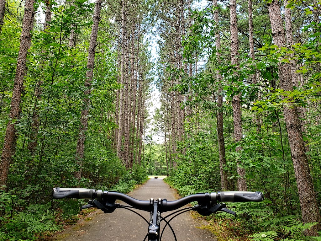 A bike path through a grove of tall pine trees. A bike's handlebars are in the foreground.
