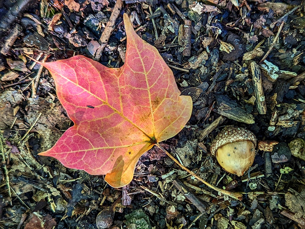 Red and yellow maple leaf on the ground next to an acorn.