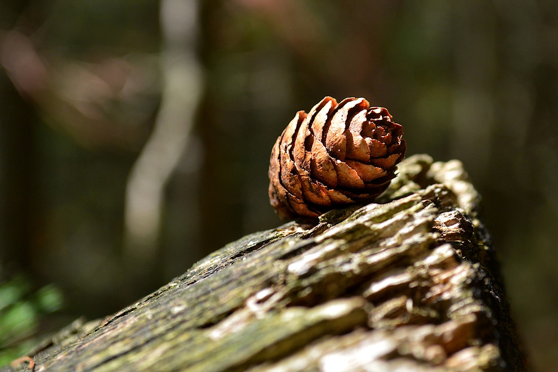 Closeup of a small pine cone sitting on the top large fallen tree branch.
