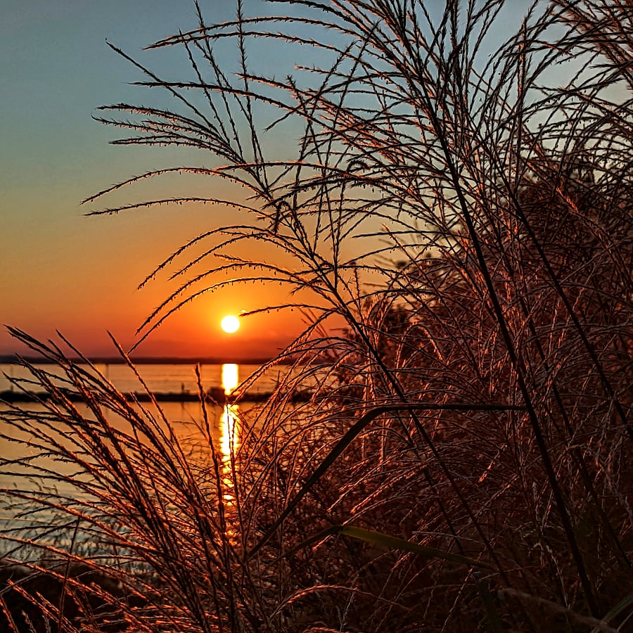 Tall ornamental grass in front of an orange setting sun reflected in a lake.
