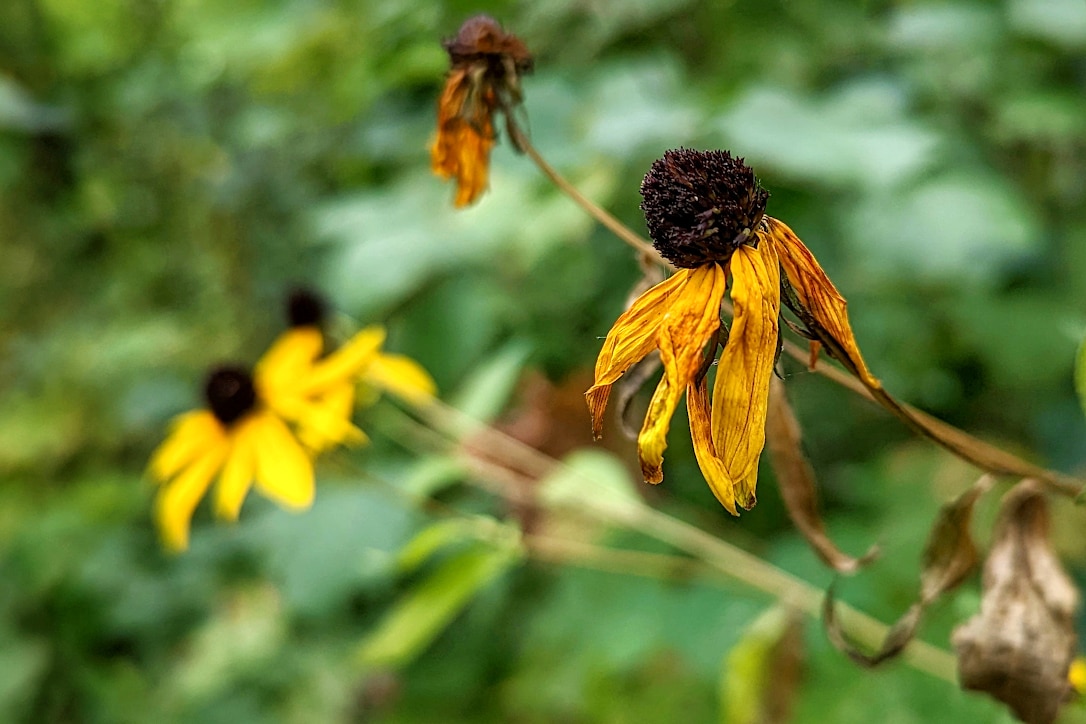A black-eyed Susan blossom with shriveled, brown petals.