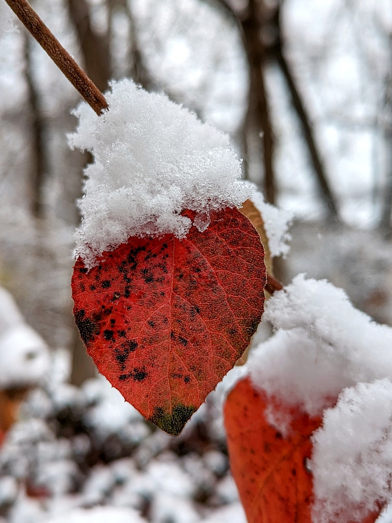 A layer of snow has fallen on the top of a red leaf on a branch.