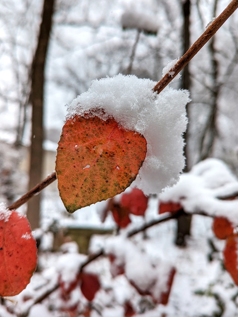 A red leaf on a branch which has snow accumulation on the top, and curved over the leaf's backside.