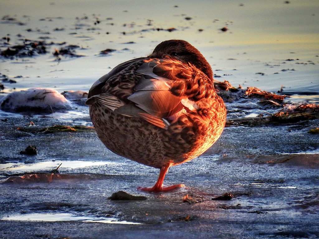 Mallard duck standing on one leg, all bunched up in the shape of a ball.