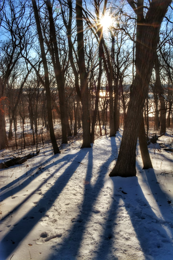 The sun shines through a grove of trees, casting strong shadows on the snow covering the ground.