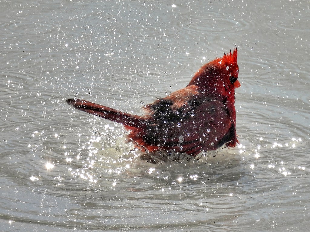 A cardinal splashing around in a shallow pool of water.