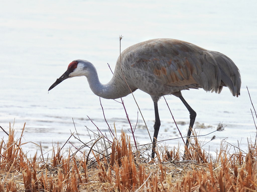 Sandhill crane walking along some dried grass and mud on the shore of a frozen lake.