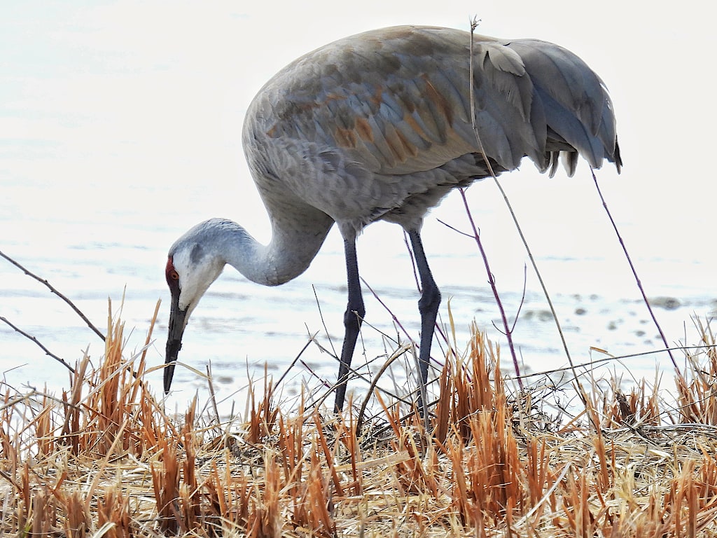 Sandhill crane, digging in the mud along dried grass, foraging for food.
