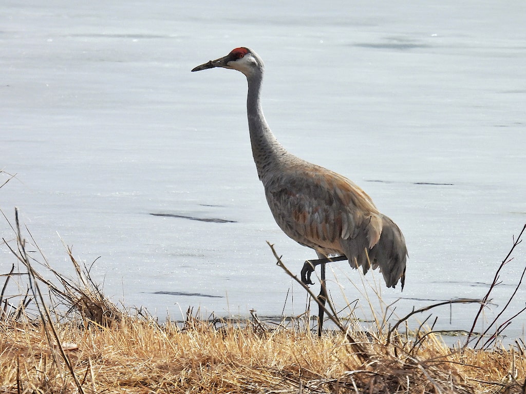 Sandhill crane standing along the shore of a frozen lake.