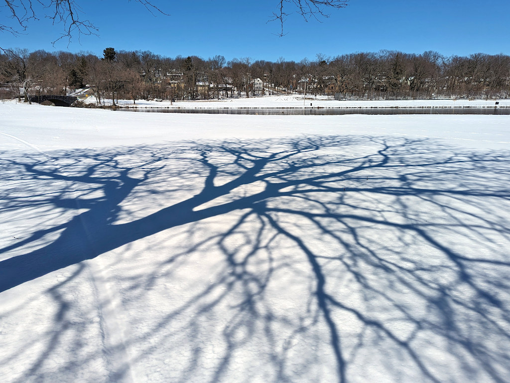 Shadows of a bare tree on top of a layer of fresh snow. In the background is a lagoon and a line of trees under a blue sky