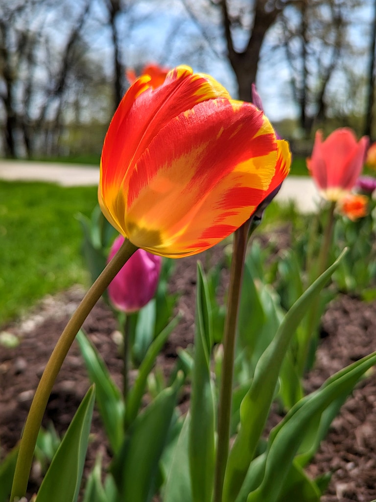 Side view of a red tulip with yellow streaks, growing in a flower bed.
