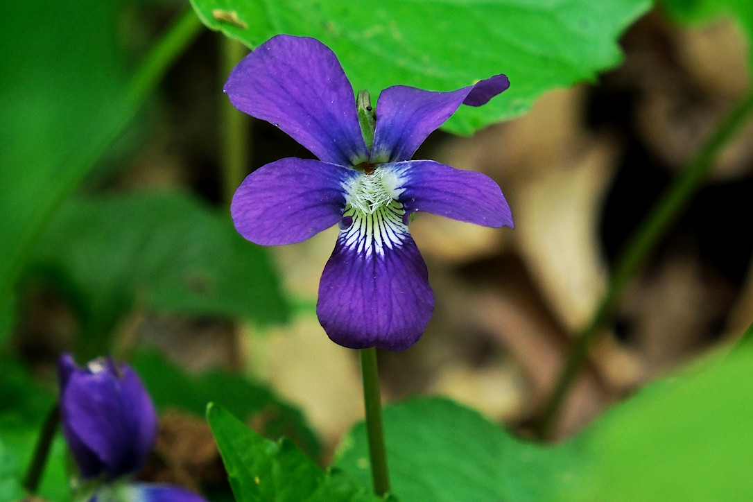 A deep purple wood violet with a white center.