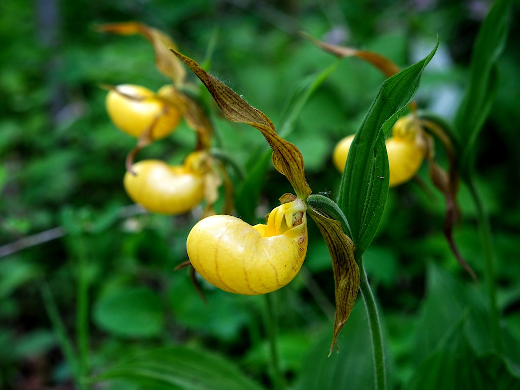 A yellow orchid, shaped like a shoe, in the middle of dense greenery.