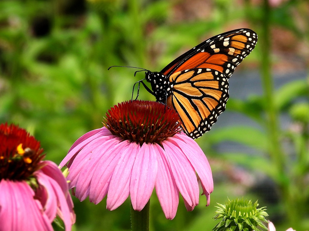 A monarch butterfly perched on a coneflower with a deep orange center and pink petals.