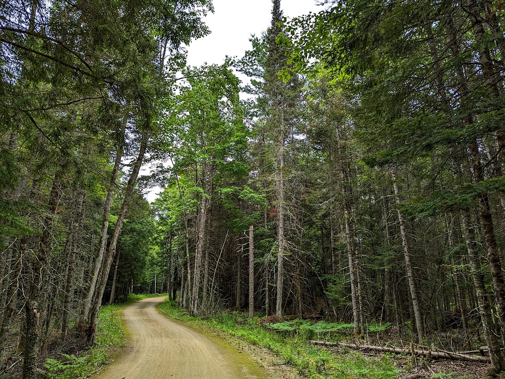 A crushed stone trail winds through a forest of tall pine trees.