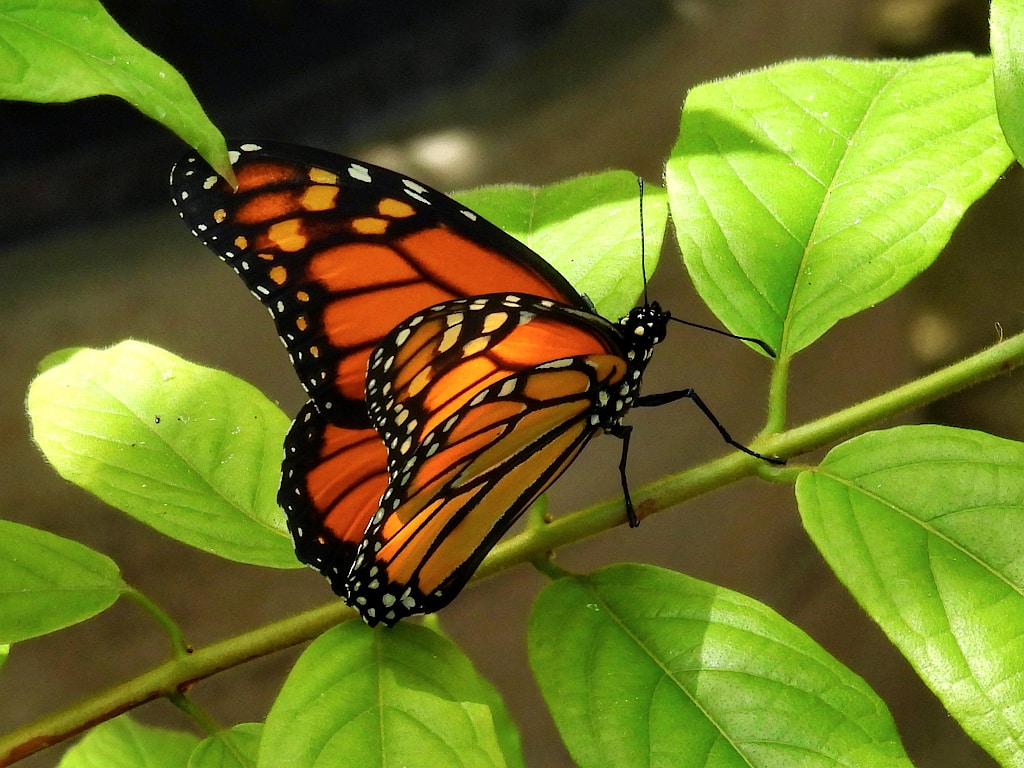 Butterflies at Olbrich Jonathan Bloy