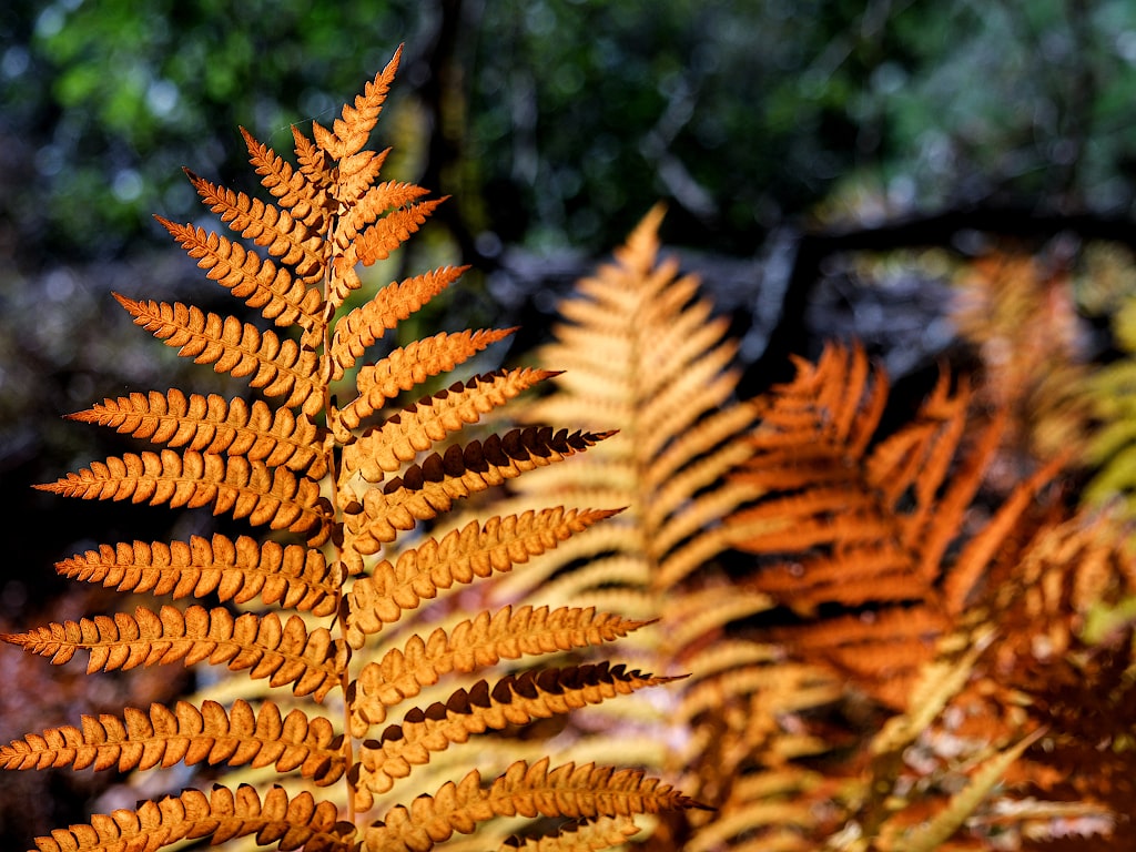 Closeup of a fern with orange-yellow colored leaves. Other yellow ferns and some green foliage are out of focus in the background.
