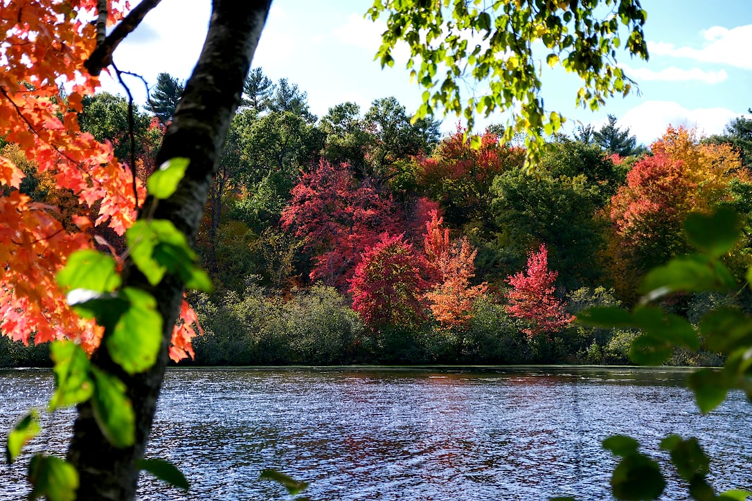 Trees with green, red, orange, and yellow leaves on the opposite shore of a lake. In the foreground the left side is the branch of a tree with orange leaves. A few green leaves are also in the foreground, out-of-focus.