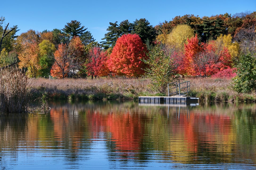 A line of trees in various shades of red, orange, yellow, brown, and green, behind a pond. Their reflections can be seen in the water. A small pier is seen on the shoreline.