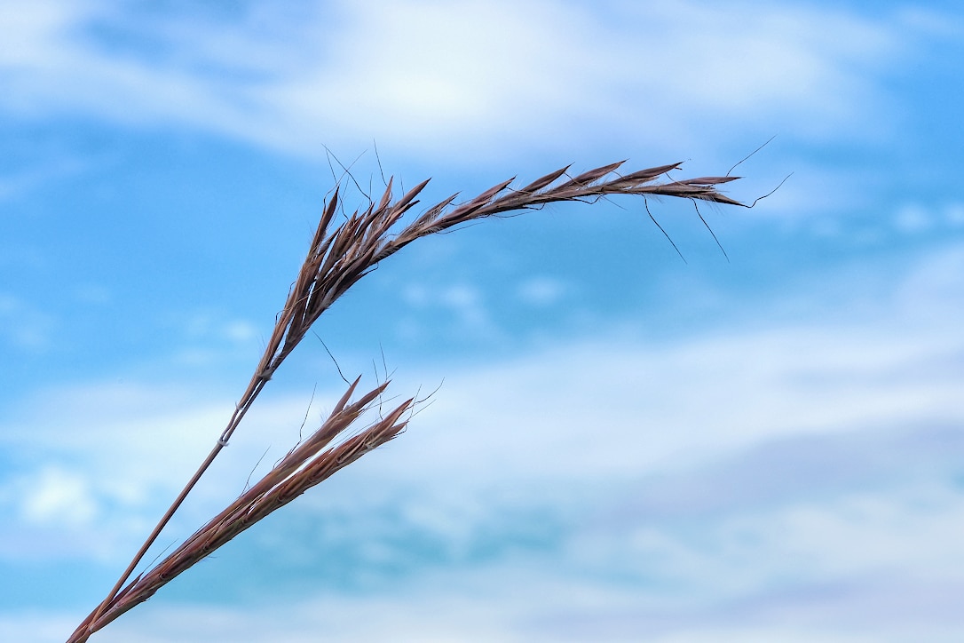 The top of a tall strand of prairie grass, with seeds on the end, leaning over.  A blue sky with some soft puffy clouds is seen in the background.