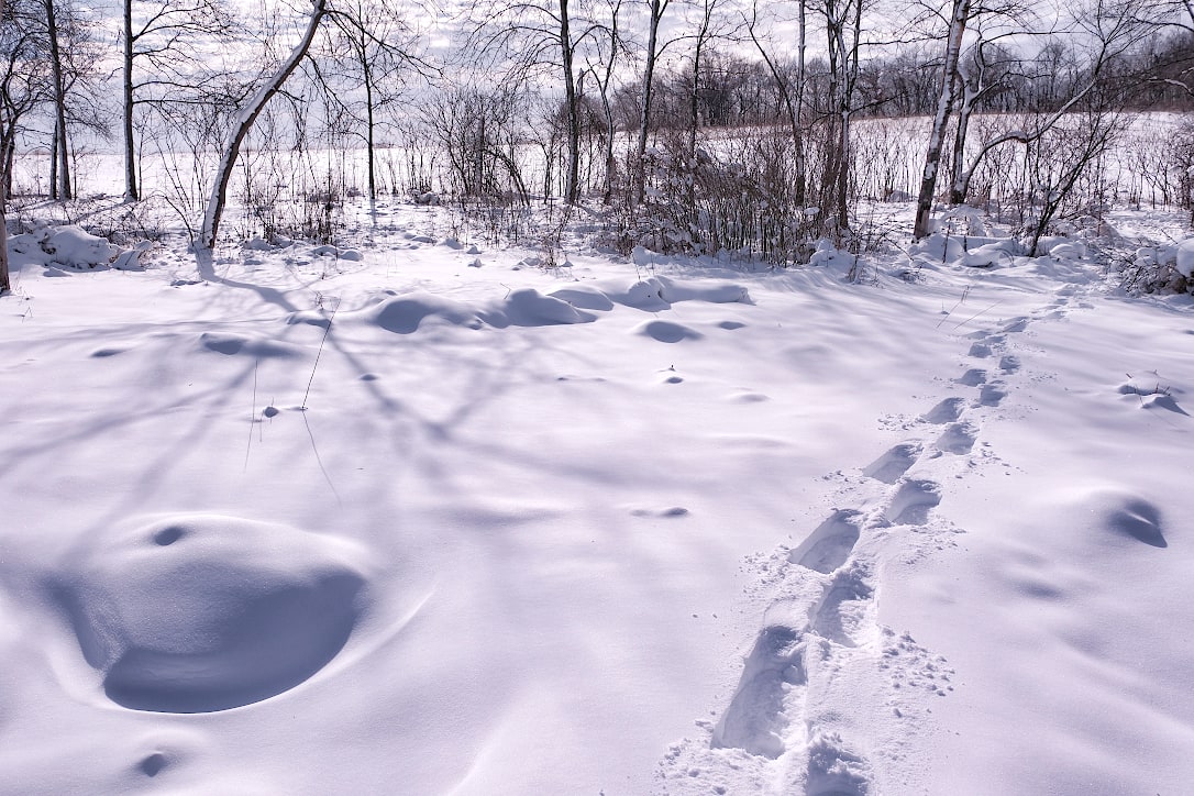 Snow drifts rise and fall over a frozen pond. Snowshoe prints lead from the viewer off to the right. A line of bare trees and dead plants are in the background.