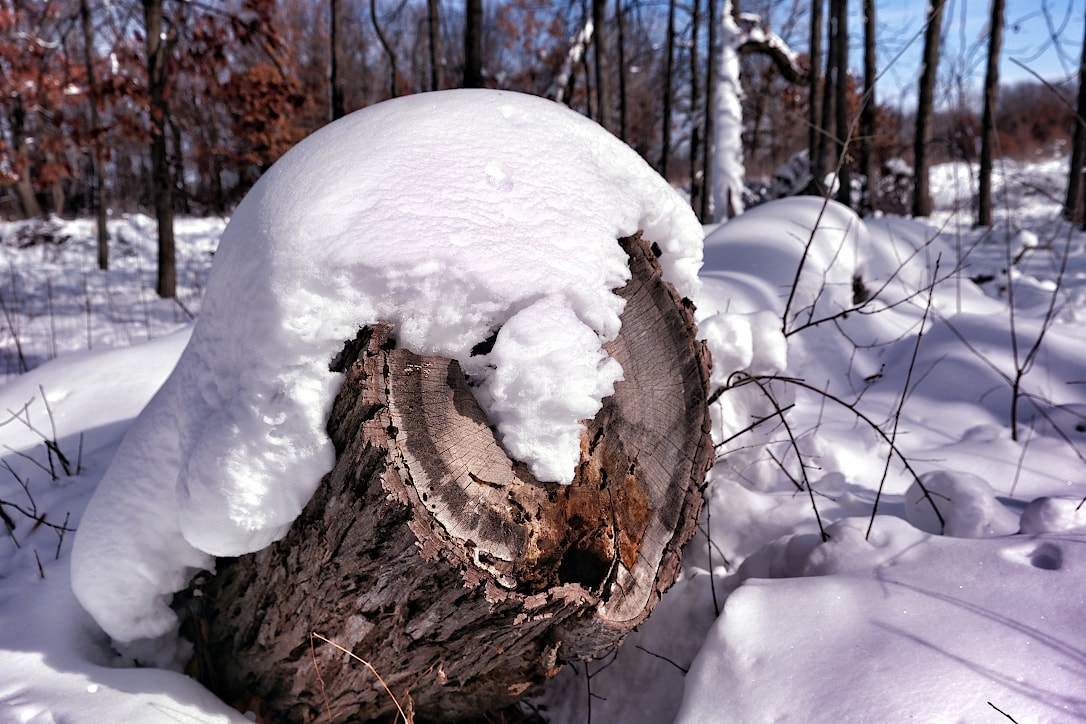 Close up view of the cut end of a fallen tree.  Snow is covering the tree and has drifted over the cut end.