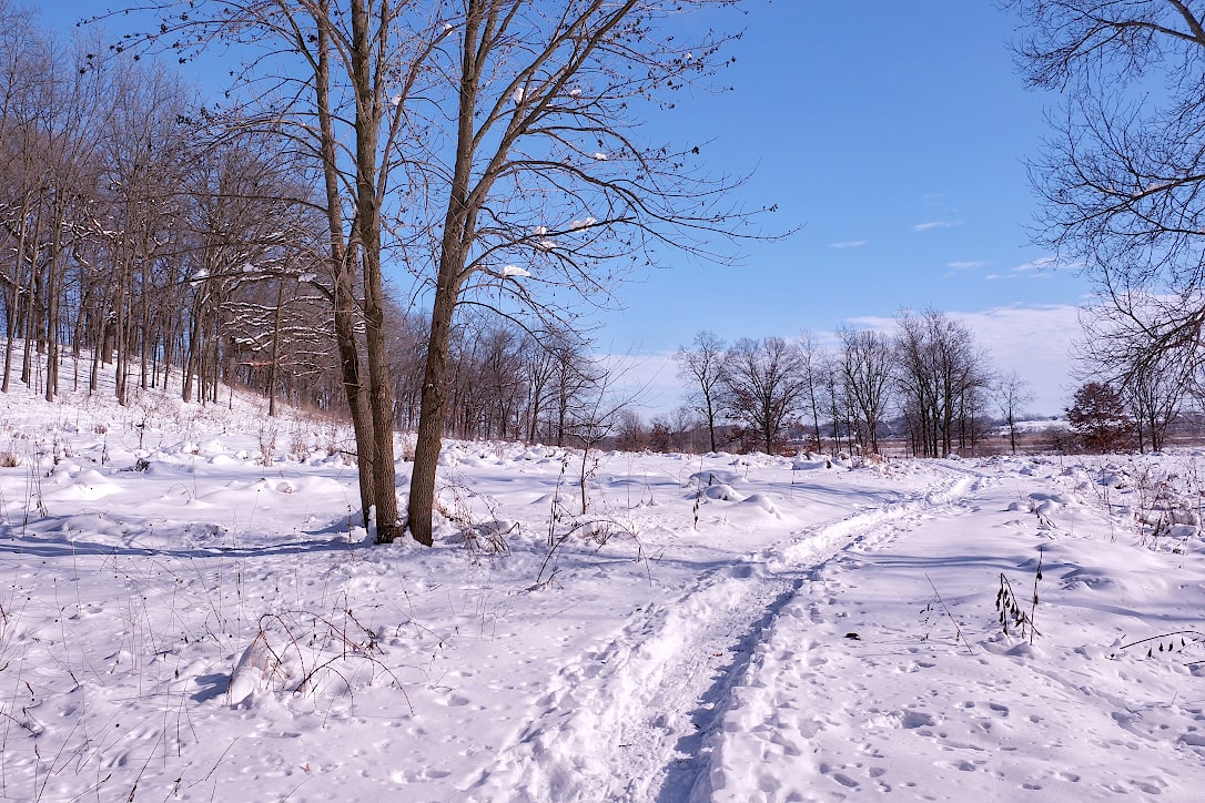 A bare stree stands next to a snow packed trail in the middle of a snow covered prairie.