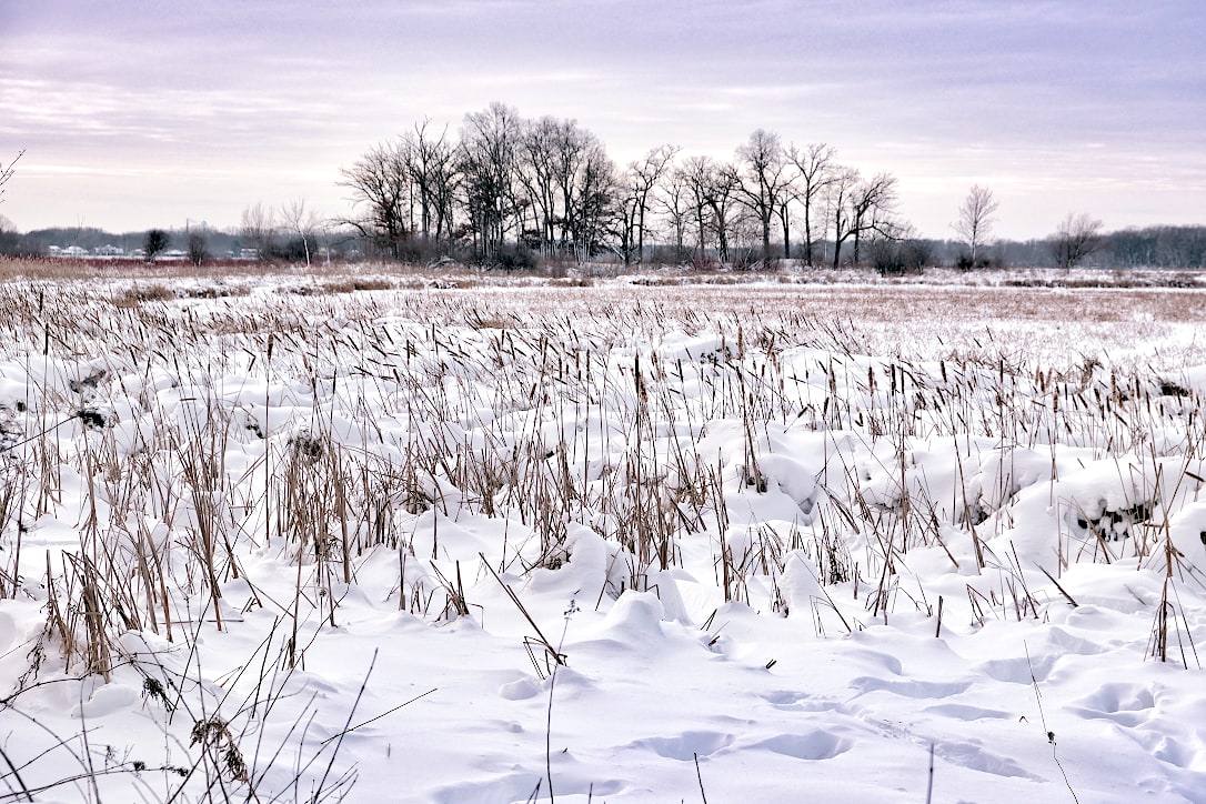 Tall, dormant cattails, marsh grass, and dogwood branches poke above a snow covered marsh. A peninsula with a line of trees is seen in the background.