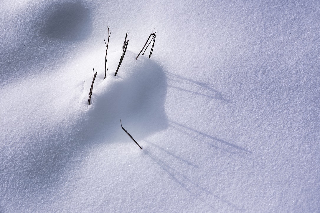A few tall reeds poke through a snowdrift. The drift and the reeds cast long shadows on the snow's smooth surface.