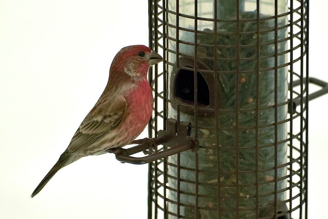 Male house finch perched on a bird feeder.
