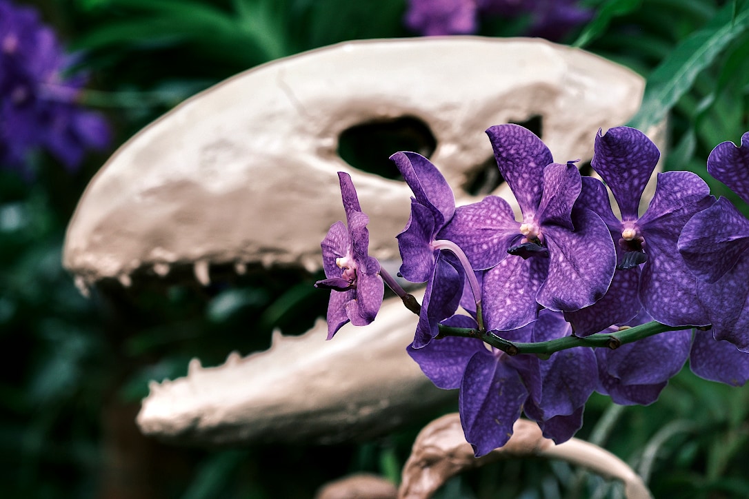A group of purple orchids blossoming in front of what looks like a dinosaur skull.